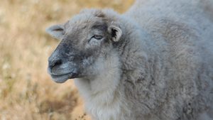 Places to see Wildlife in North West Arkansas | Rath Auto Resources NWA