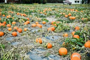 Where to pick Pumpkins in Springdale, AR | Rath Auto Resources NWA