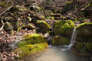 Best Wildlife in Northwest Arkansas - Rath Auto Resources NWA